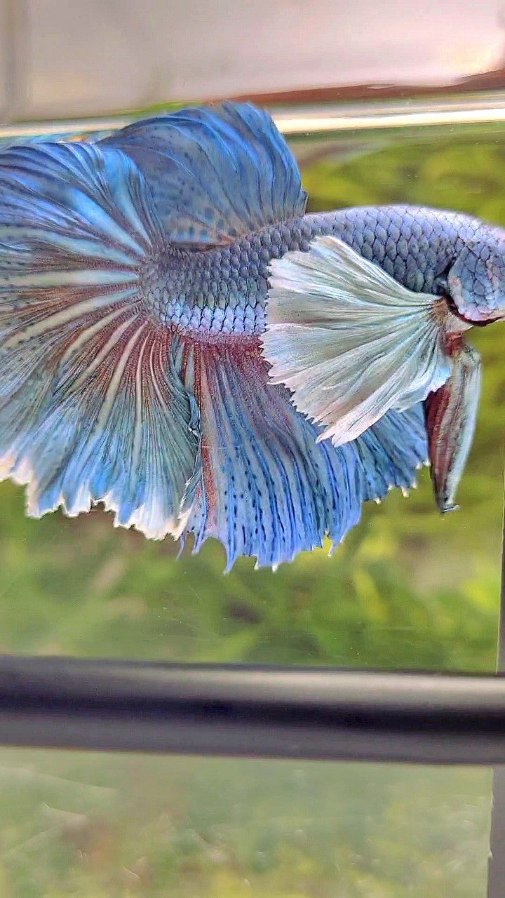 HALFMOON SUPER DUMBO EAR BLUE BETTA FISH