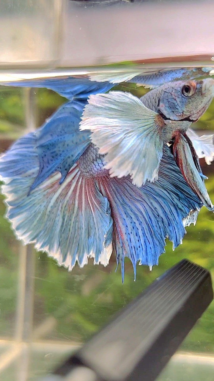 HALFMOON SUPER DUMBO EAR BLUE BETTA FISH