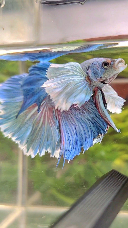 HALFMOON SUPER DUMBO EAR BLUE BETTA FISH