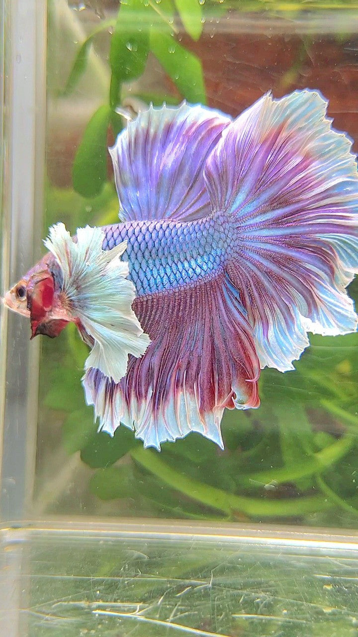 HALFMOON SUPER DUMBO EAR PURPLE UNICORN RED BETTA FISH