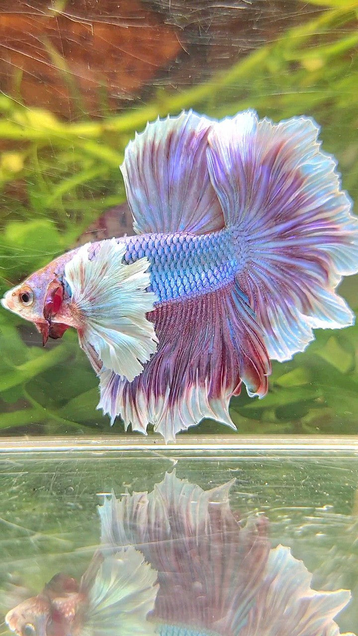 HALFMOON SUPER DUMBO EAR PURPLE UNICORN RED BETTA FISH