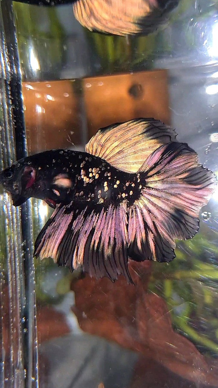 LUXURY HALFMOON FEATHER TAIL BLACK GALAXY COPPER GOLD AVATAR YELLOW BETTA FISH