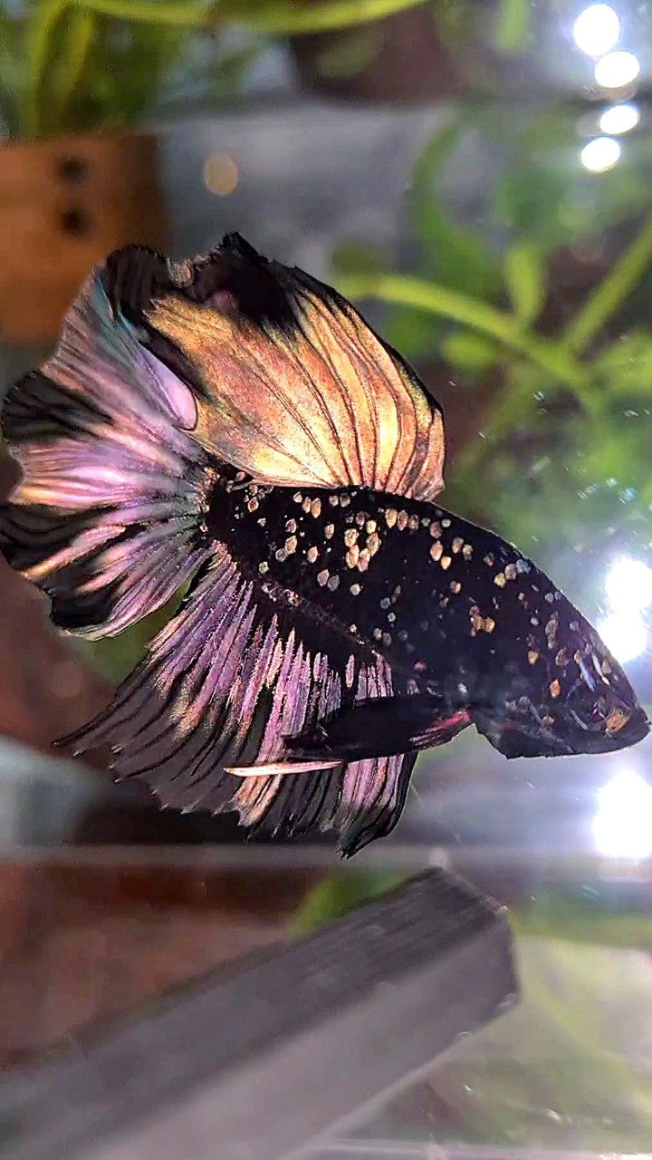 LUXURY HALFMOON FEATHER TAIL BLACK GALAXY COPPER GOLD AVATAR YELLOW BETTA FISH