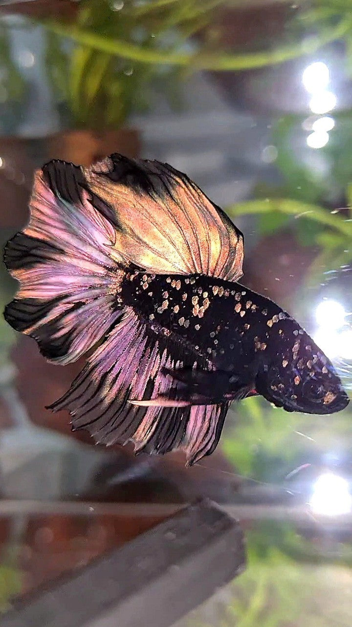 LUXURY HALFMOON FEATHER TAIL BLACK GALAXY COPPER GOLD AVATAR YELLOW BETTA FISH