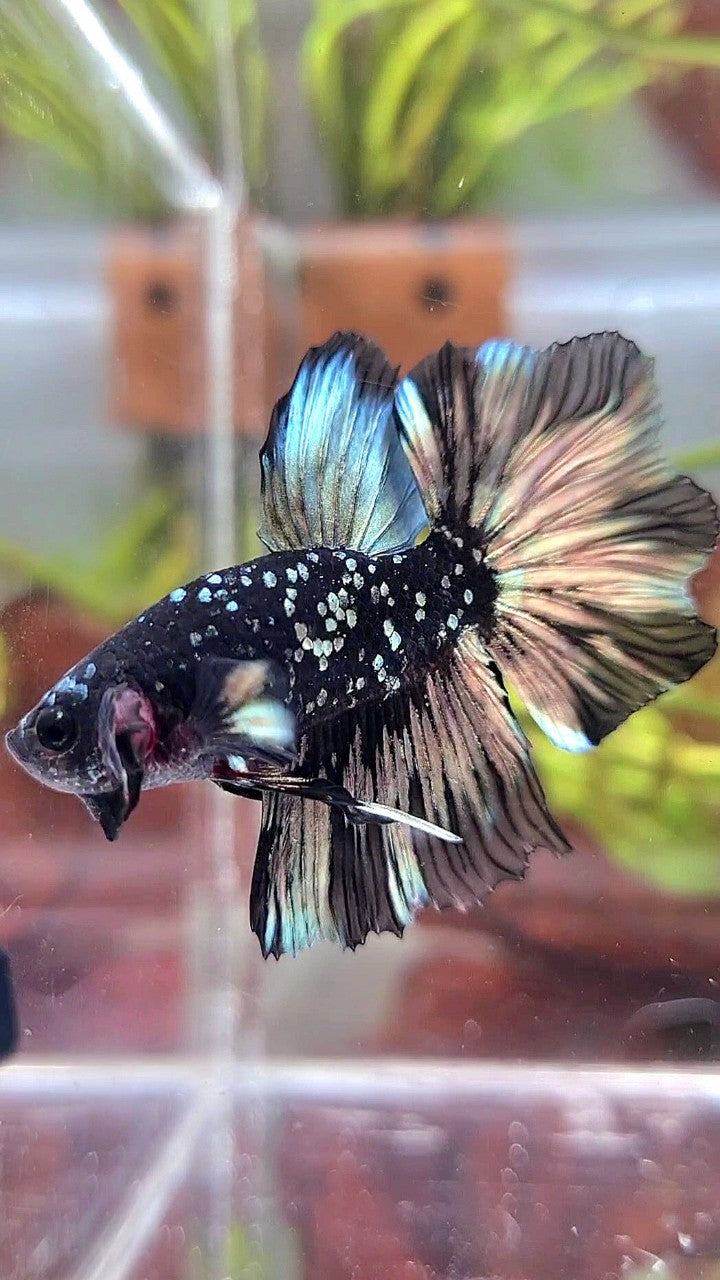 LUXURY HALFMOON FEATHER TAIL BLACK GALAXY COPPER GOLD AVATAR YELLOW BETTA FISH