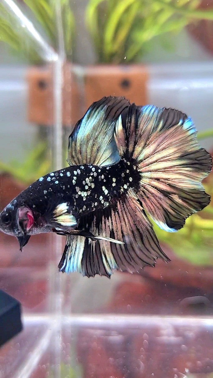 LUXURY HALFMOON FEATHER TAIL BLACK GALAXY COPPER GOLD AVATAR YELLOW BETTA FISH