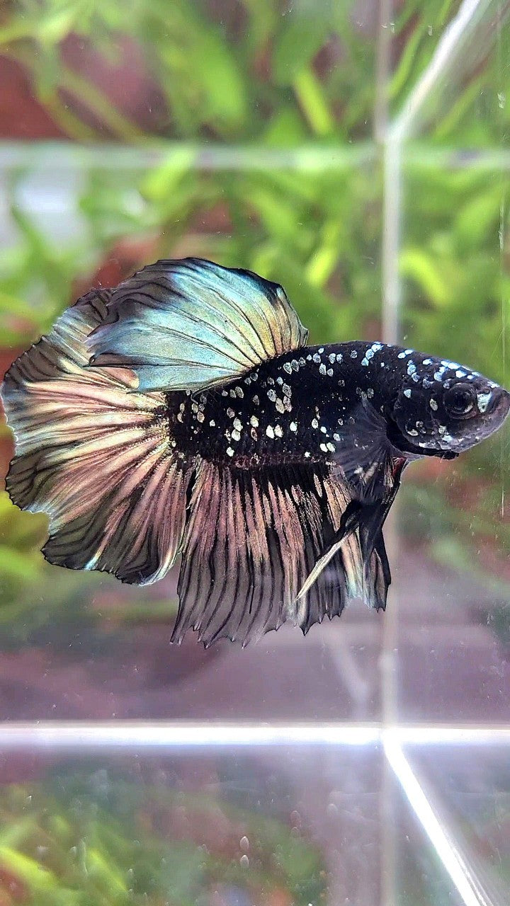 LUXURY HALFMOON FEATHER TAIL BLACK GALAXY COPPER GOLD AVATAR YELLOW BETTA FISH