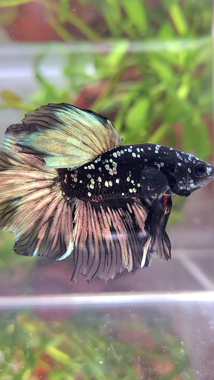 LUXURY HALFMOON FEATHER TAIL BLACK GALAXY COPPER GOLD AVATAR YELLOW BETTA FISH