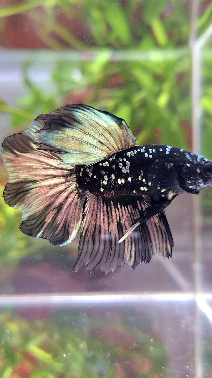 LUXURY HALFMOON FEATHER TAIL BLACK GALAXY COPPER GOLD AVATAR YELLOW BETTA FISH