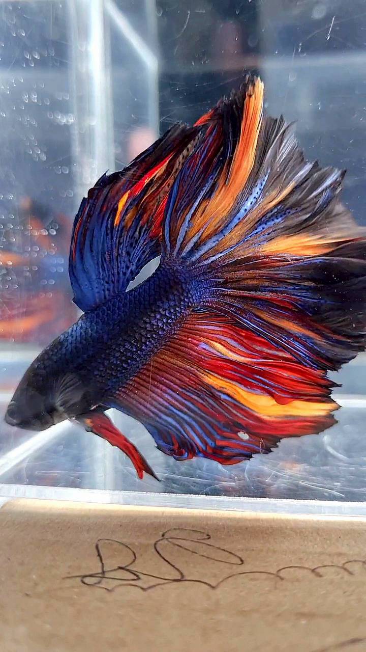 HALFMOON ROSETAIL BLACK BLUE ORANGE NEMO BETTA FISH