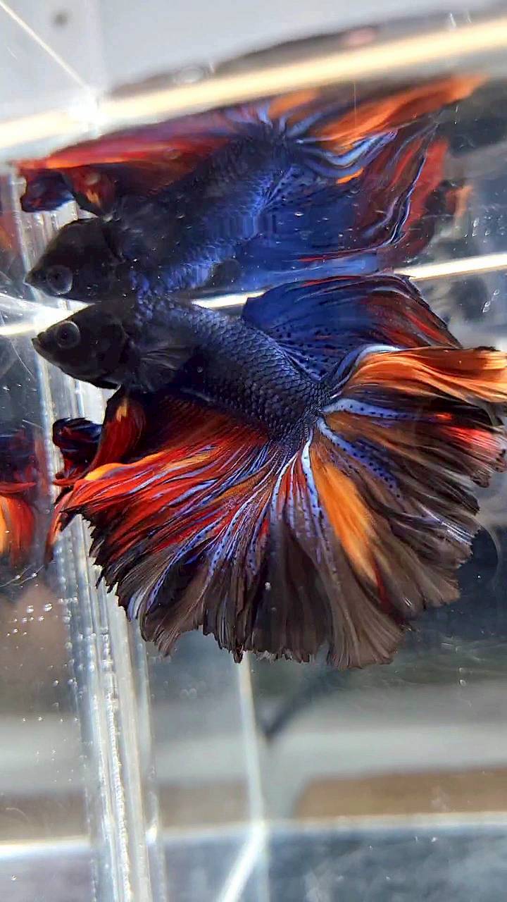 HALFMOON ROSETAIL BLACK BLUE ORANGE NEMO BETTA FISH