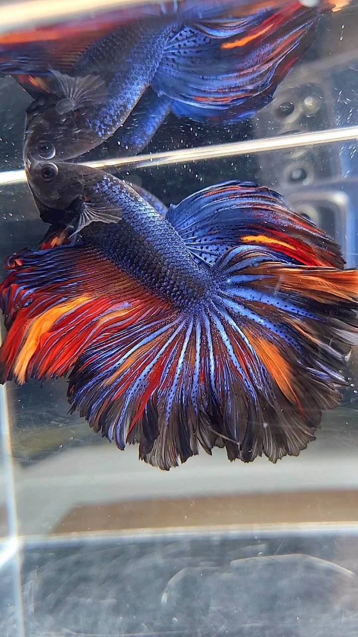 HALFMOON ROSETAIL BLACK BLUE ORANGE NEMO BETTA FISH