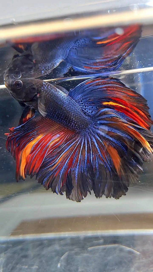 HALFMOON ROSETAIL BLACK BLUE ORANGE NEMO BETTA FISH