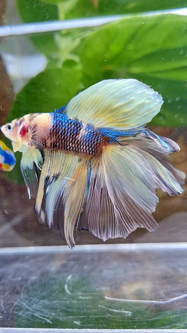HALFMOON DOUBLE TAIL YELLOW KOI BLUE MULTICOLOR BETTA FISH