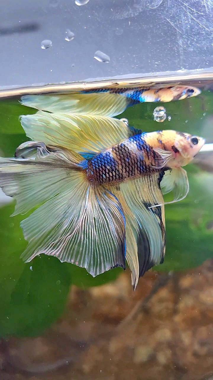 HALFMOON DOUBLE TAIL YELLOW KOI BLUE MULTICOLOR BETTA FISH