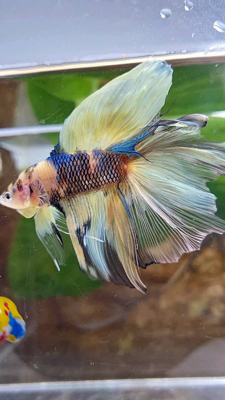 HALFMOON DOUBLE TAIL YELLOW KOI BLUE MULTICOLOR BETTA FISH