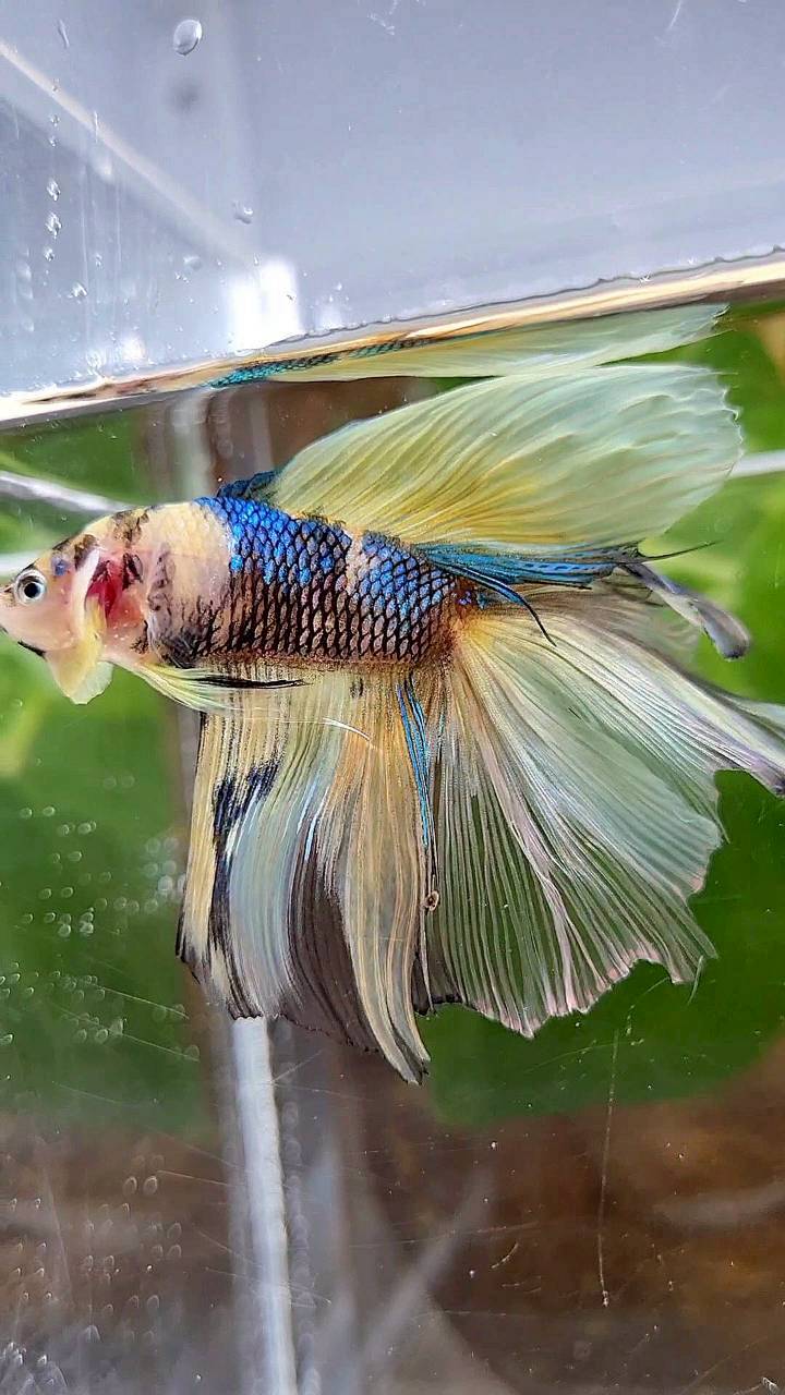 HALFMOON DOUBLE TAIL YELLOW KOI BLUE MULTICOLOR BETTA FISH