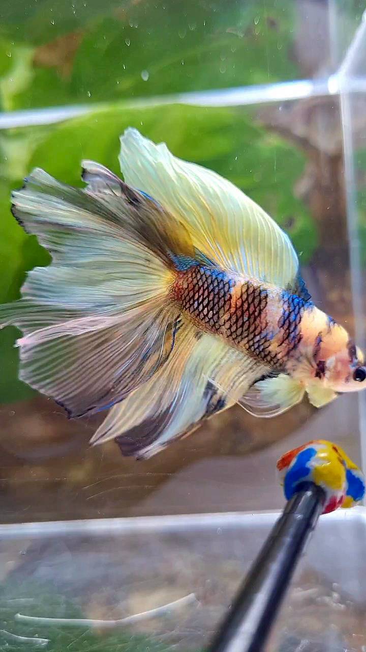 HALFMOON DOUBLE TAIL YELLOW KOI BLUE MULTICOLOR BETTA FISH