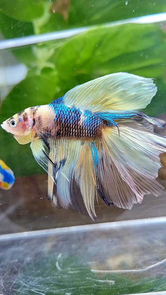 HALFMOON DOUBLE TAIL YELLOW KOI BLUE MULTICOLOR BETTA FISH