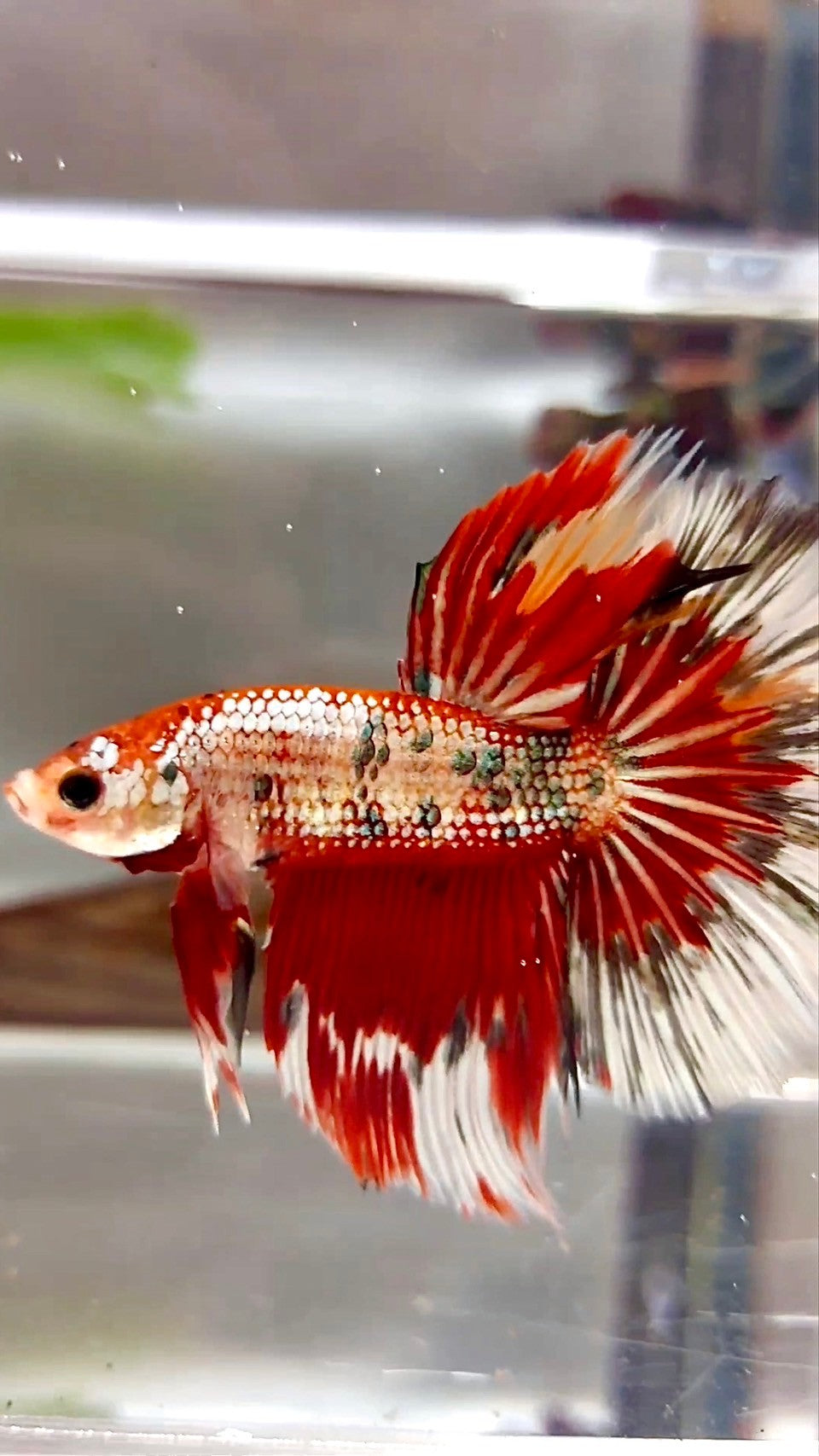 XL HALFMOON ROSETAIL ROT KUPFER MEHRFARBIGER BETTA-FISCH