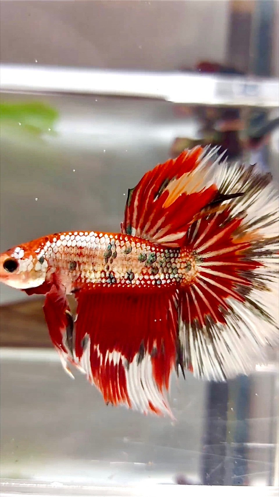 XL HALFMOON ROSETAIL ROT KUPFER MEHRFARBIGER BETTA-FISCH