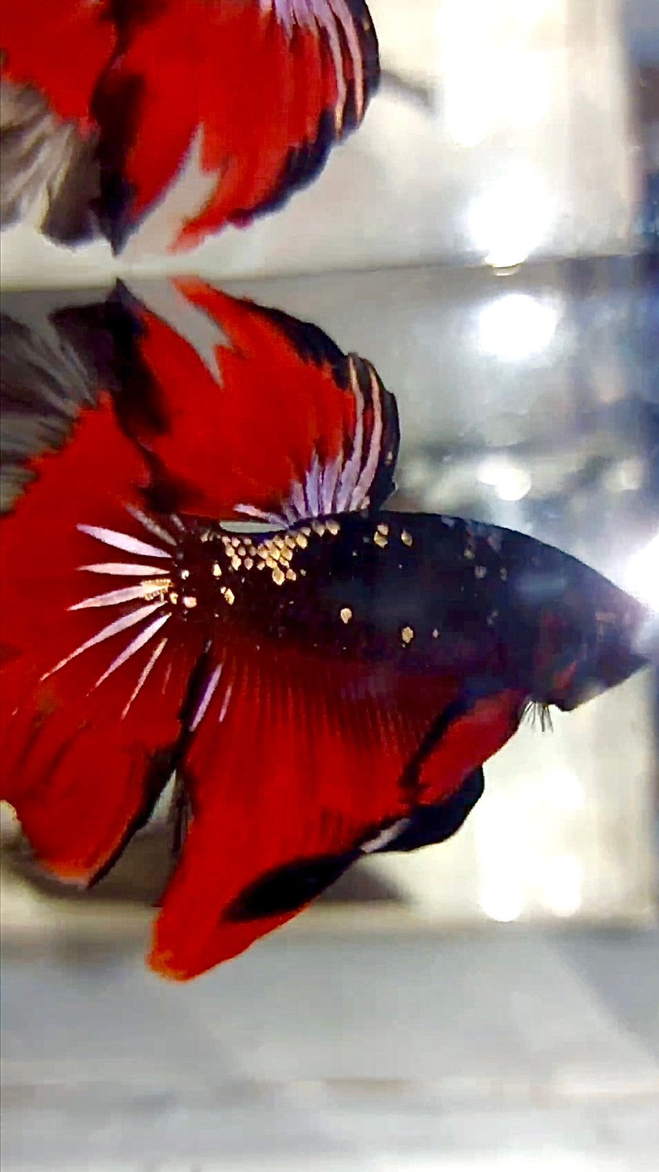 HALFMOON ROSETAIL SCHWARZ GALAXY KUPFER AVATAR VAMPIR BETTA FISCH