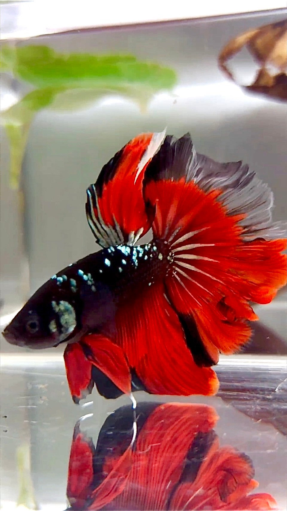 HALFMOON ROSETAIL SCHWARZ GALAXY KUPFER AVATAR VAMPIR BETTA FISCH