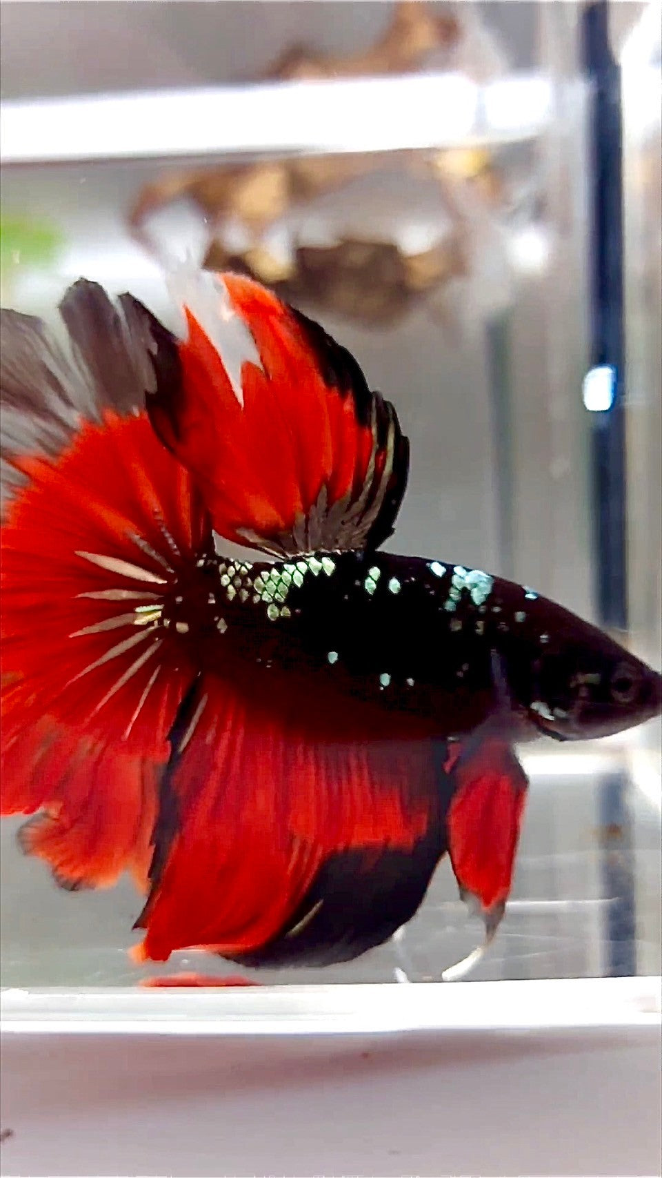 HALFMOON ROSETAIL SCHWARZ GALAXY KUPFER AVATAR VAMPIR BETTA FISCH