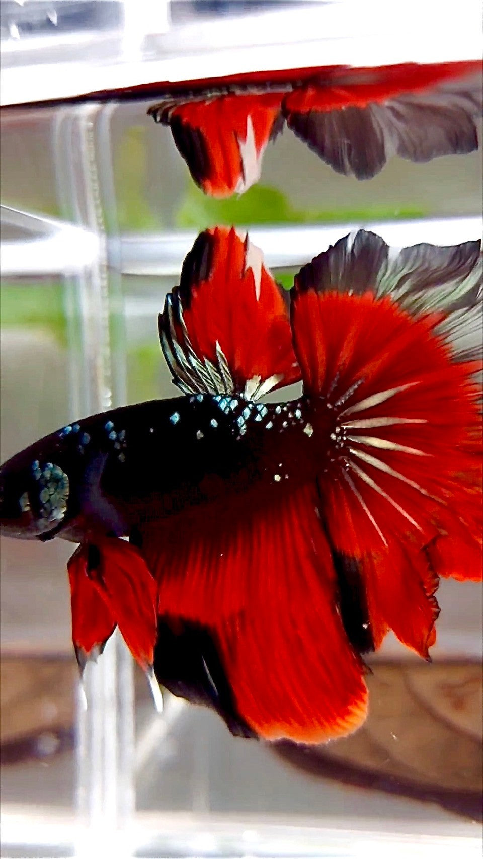 HALFMOON ROSETAIL SCHWARZ GALAXY KUPFER AVATAR VAMPIR BETTA FISCH