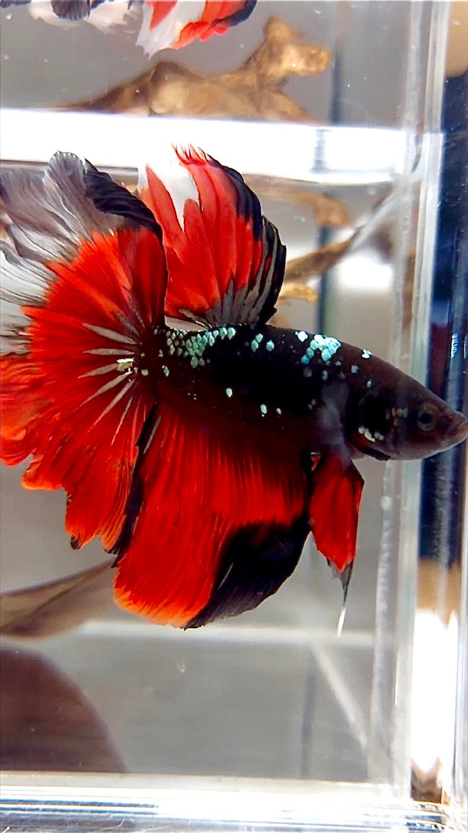 HALFMOON ROSETAIL SCHWARZ GALAXY KUPFER AVATAR VAMPIR BETTA FISCH