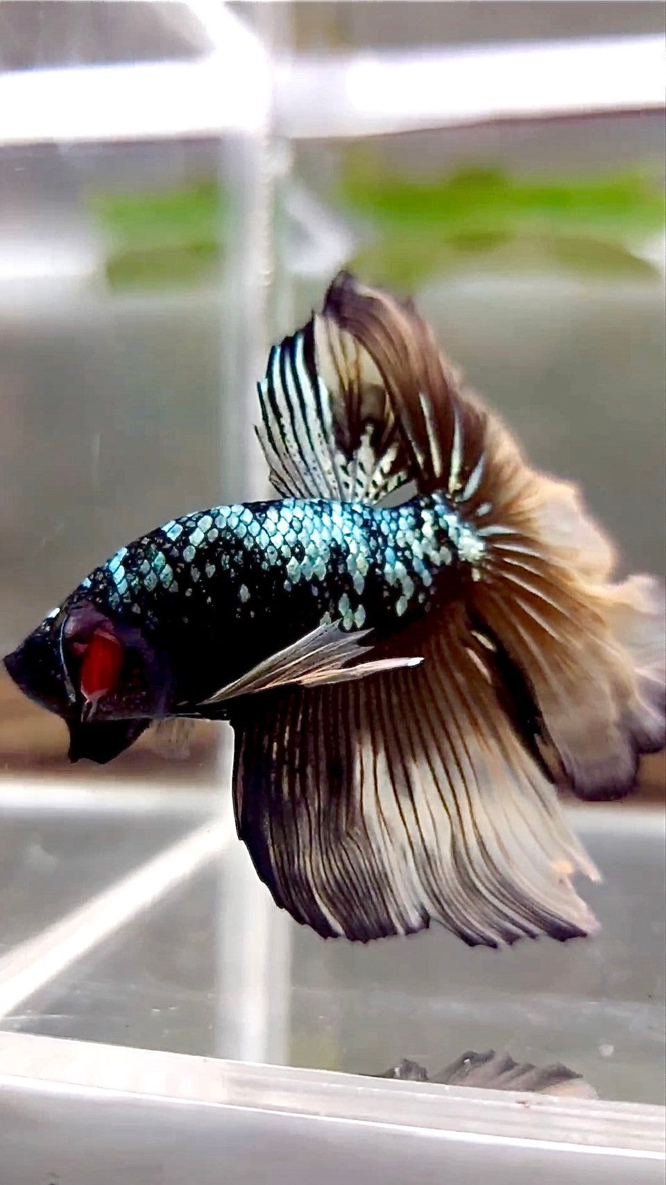 HALFMOON ROSETAIL BLACK GALAXY COPPER AVATAR YELLOW BETTA FISH