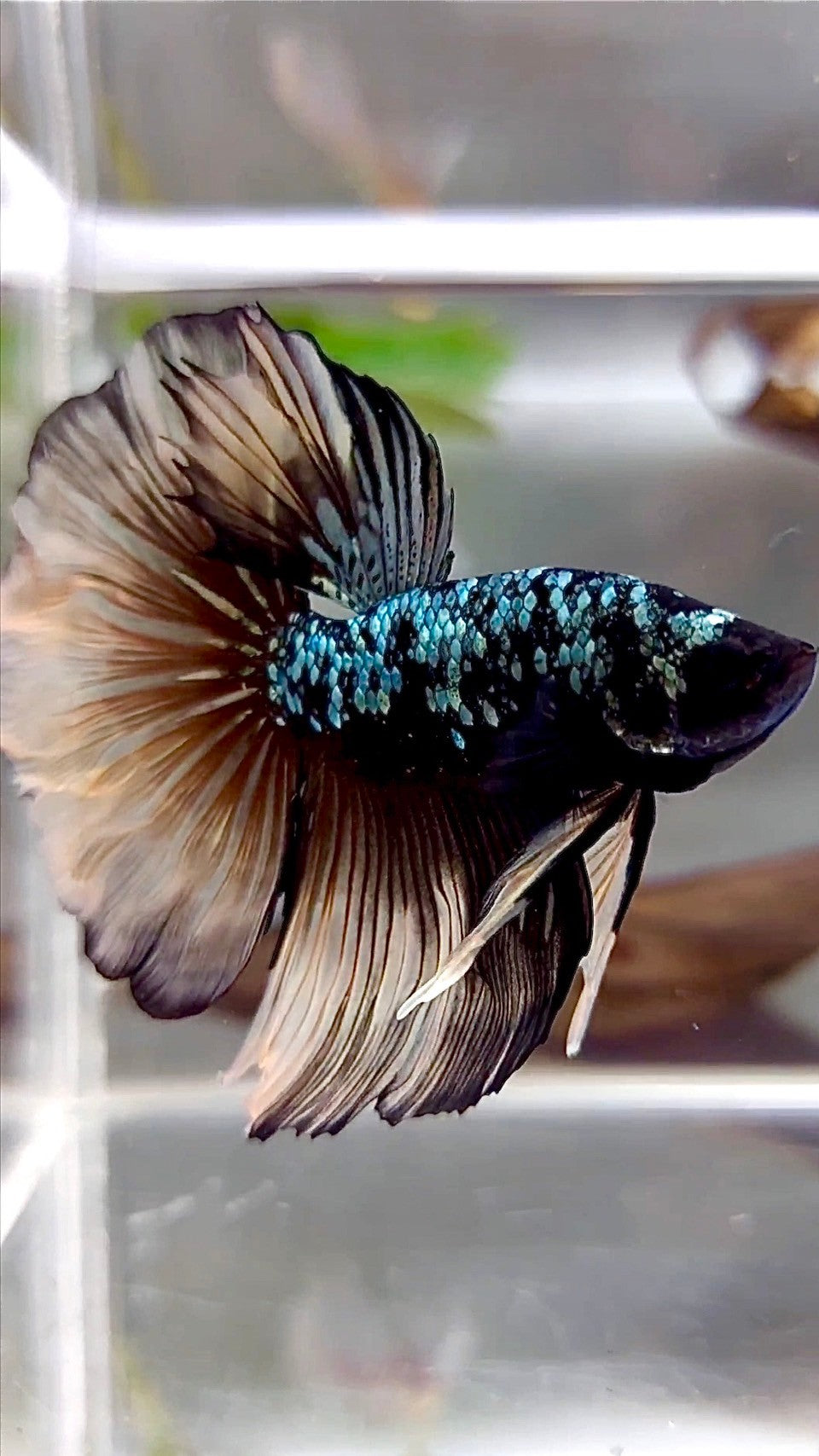 HALFMOON ROSETAIL BLACK GALAXY COPPER AVATAR YELLOW BETTA FISH