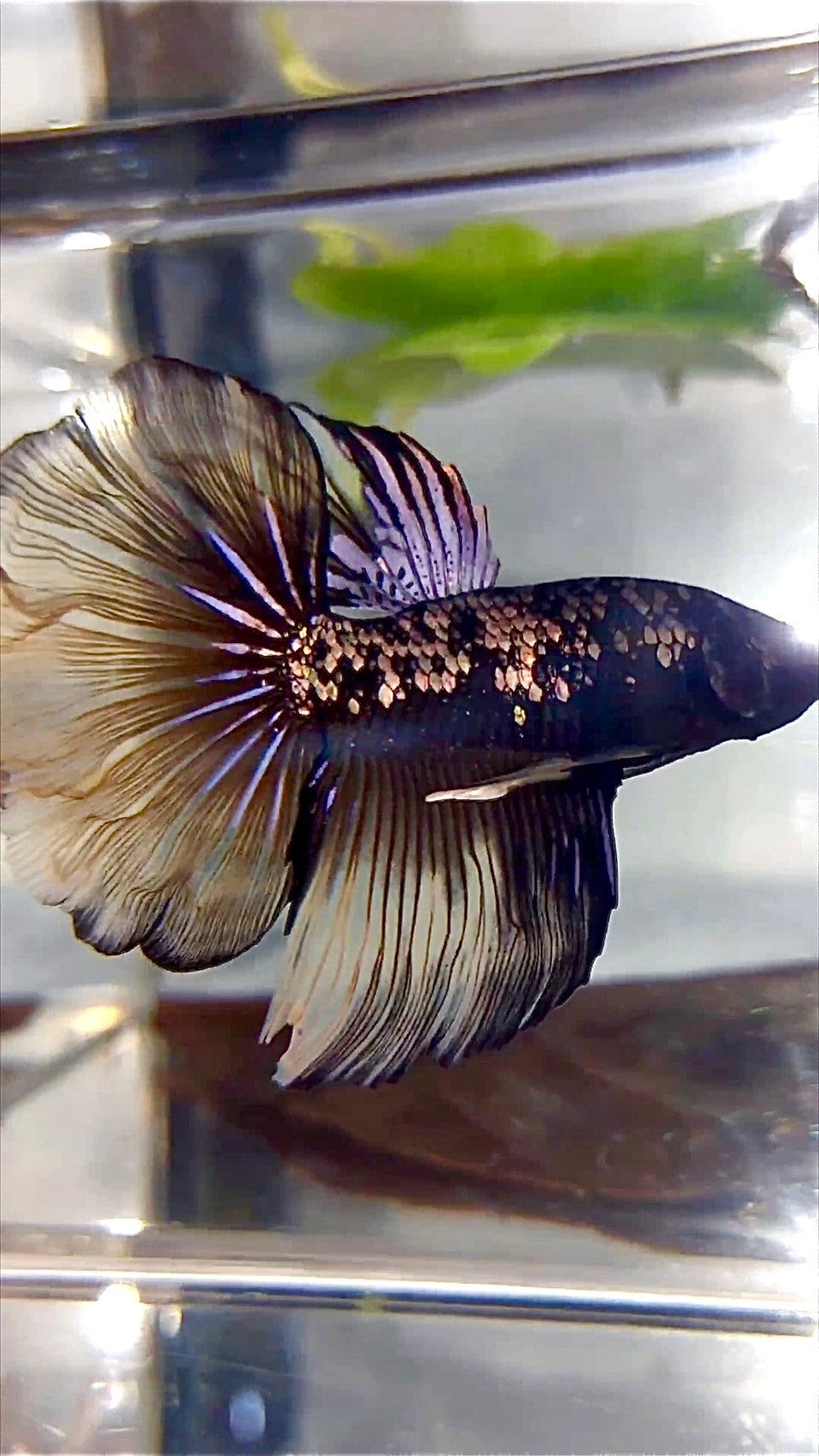 HALFMOON ROSETAIL BLACK GALAXY COPPER AVATAR YELLOW BETTA FISH