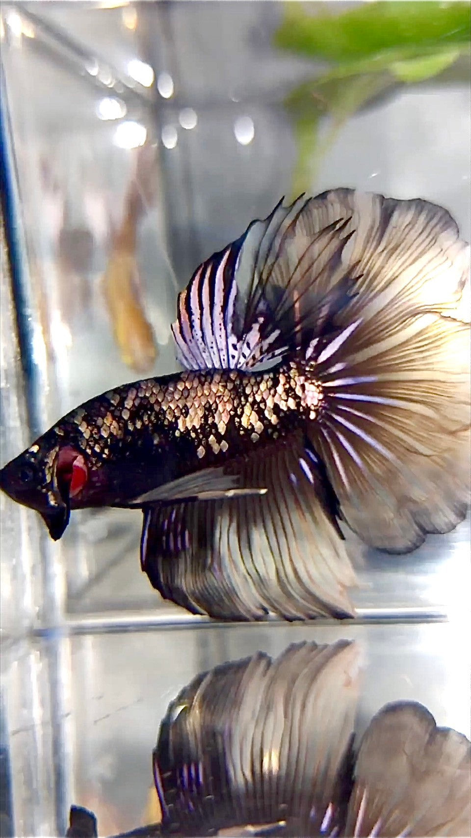 HALFMOON ROSETAIL BLACK GALAXY COPPER AVATAR YELLOW BETTA FISH