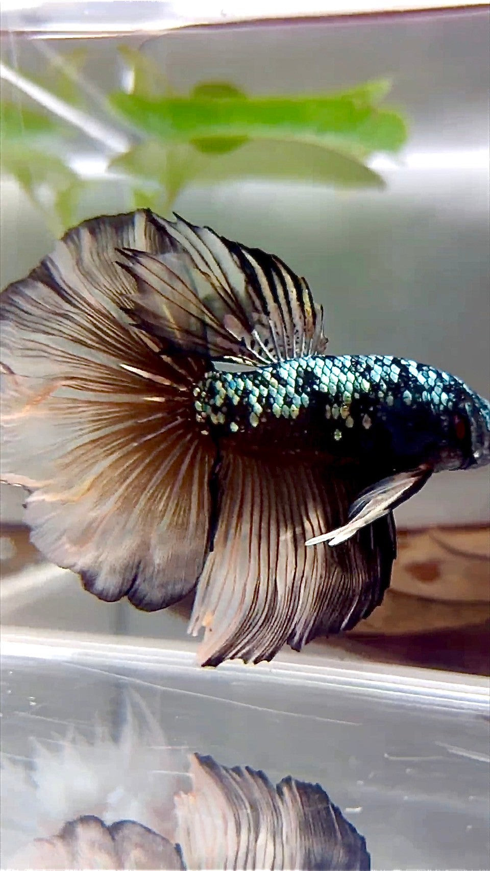 HALFMOON ROSETAIL BLACK GALAXY COPPER AVATAR YELLOW BETTA FISH