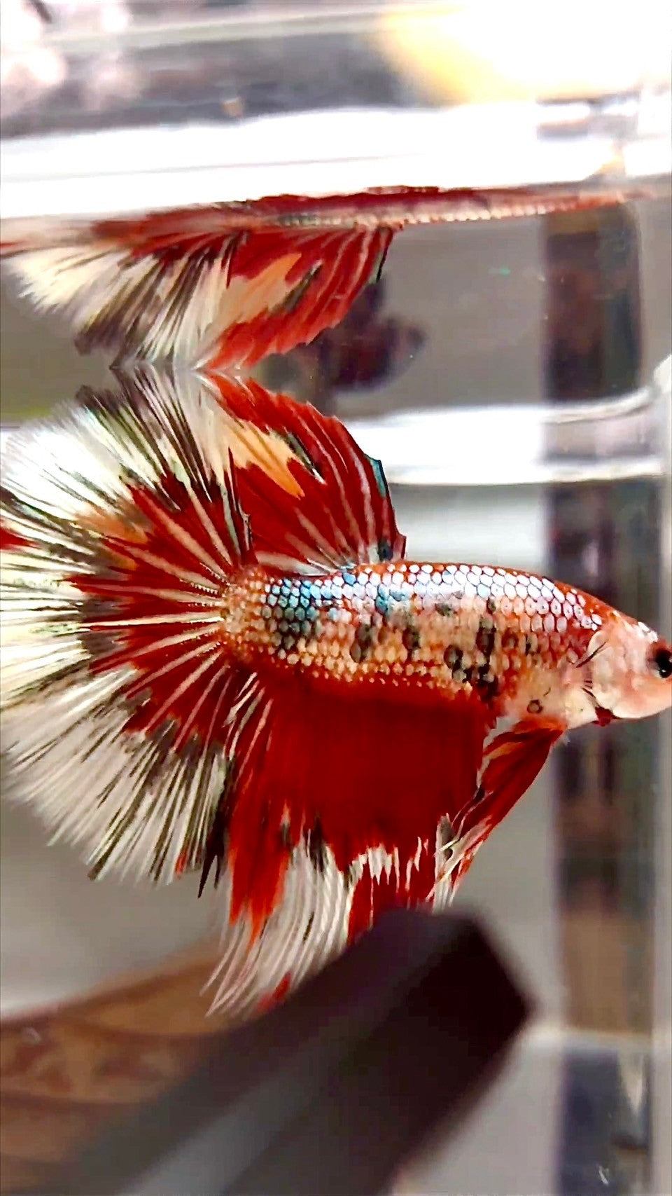 XL HALFMOON ROSETAIL ROT KUPFER MEHRFARBIGER BETTA-FISCH