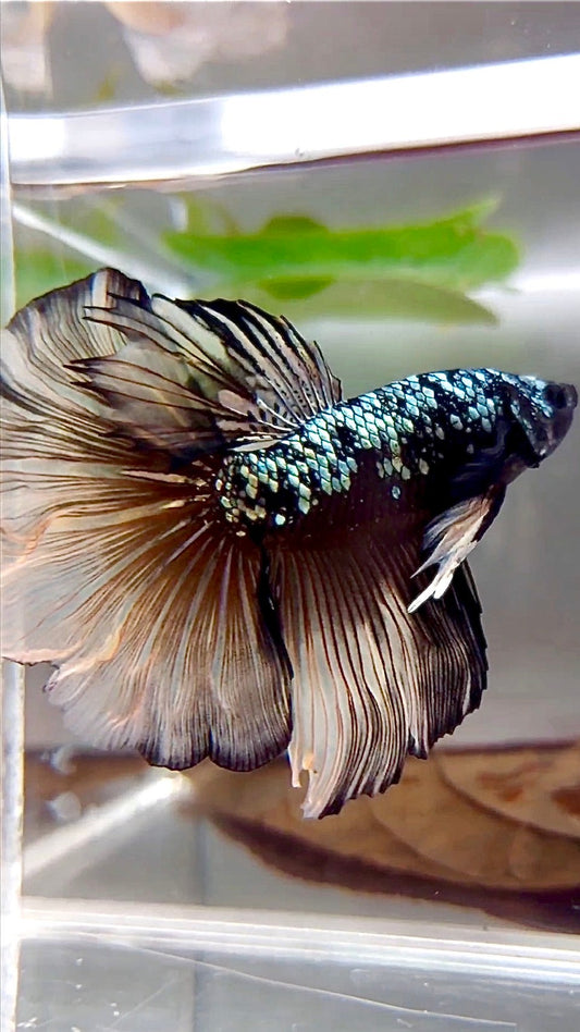 HALFMOON ROSETAIL BLACK GALAXY COPPER AVATAR YELLOW BETTA FISH