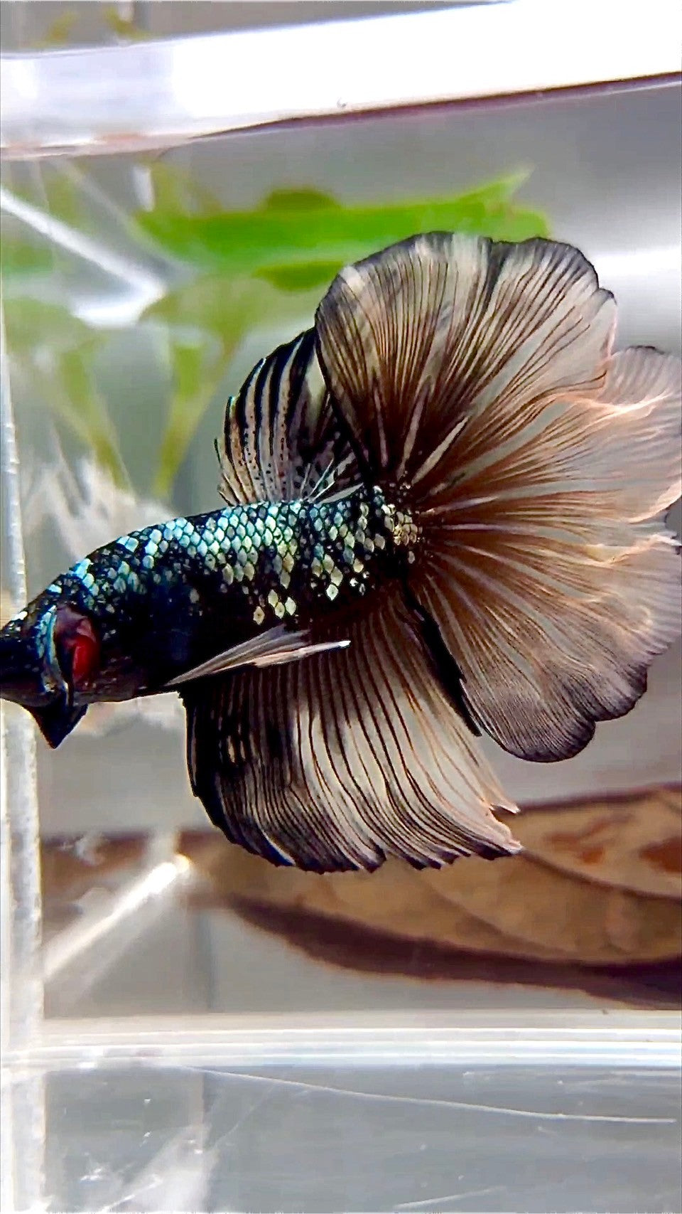 HALFMOON ROSETAIL BLACK GALAXY COPPER AVATAR YELLOW BETTA FISH