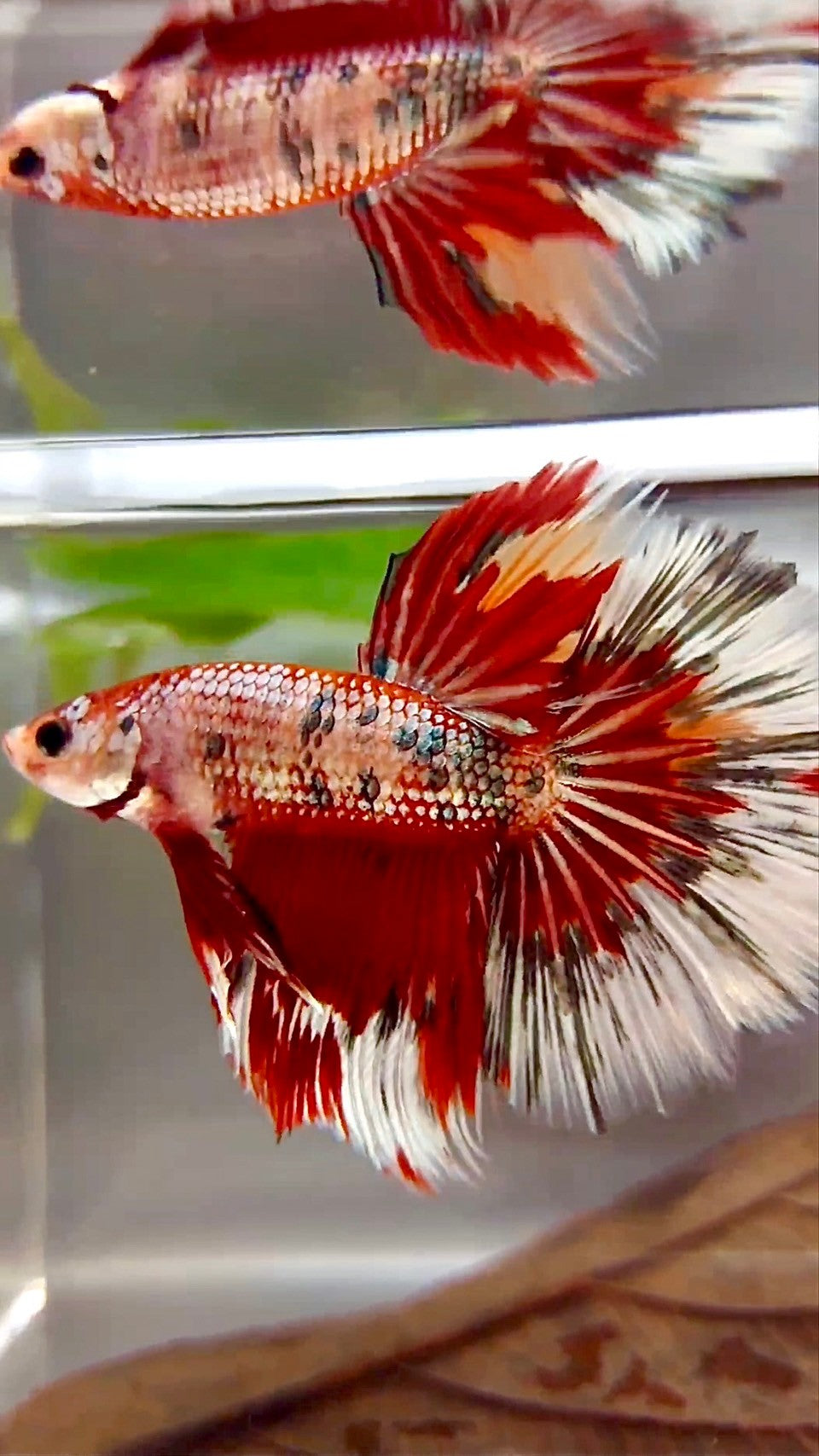 XL HALFMOON ROSETAIL ROT KUPFER MEHRFARBIGER BETTA-FISCH