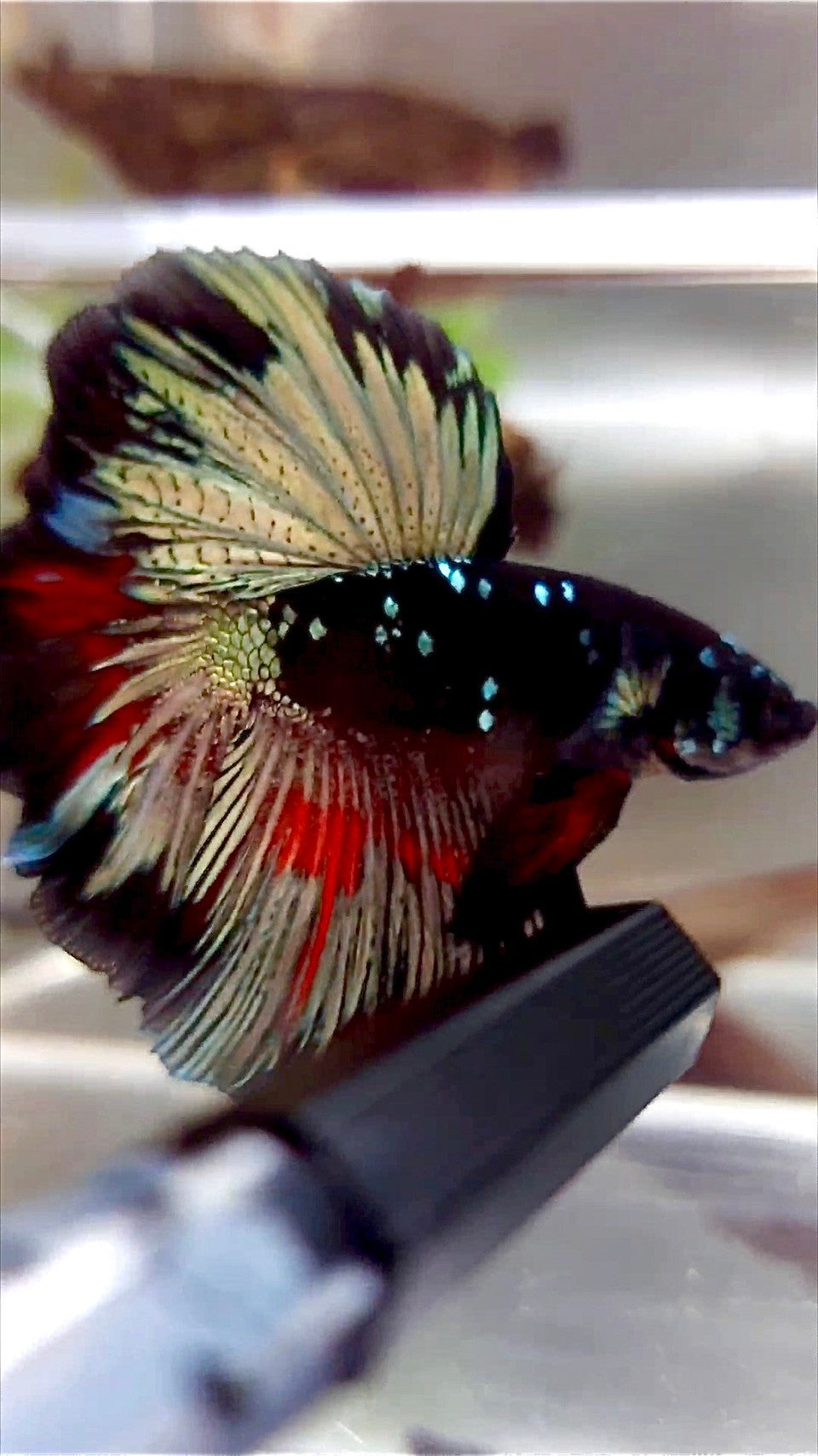 HALFMOON ROSETAIL SCHWARZ GALAXY KUPFER AVATAR BETTA FISCH