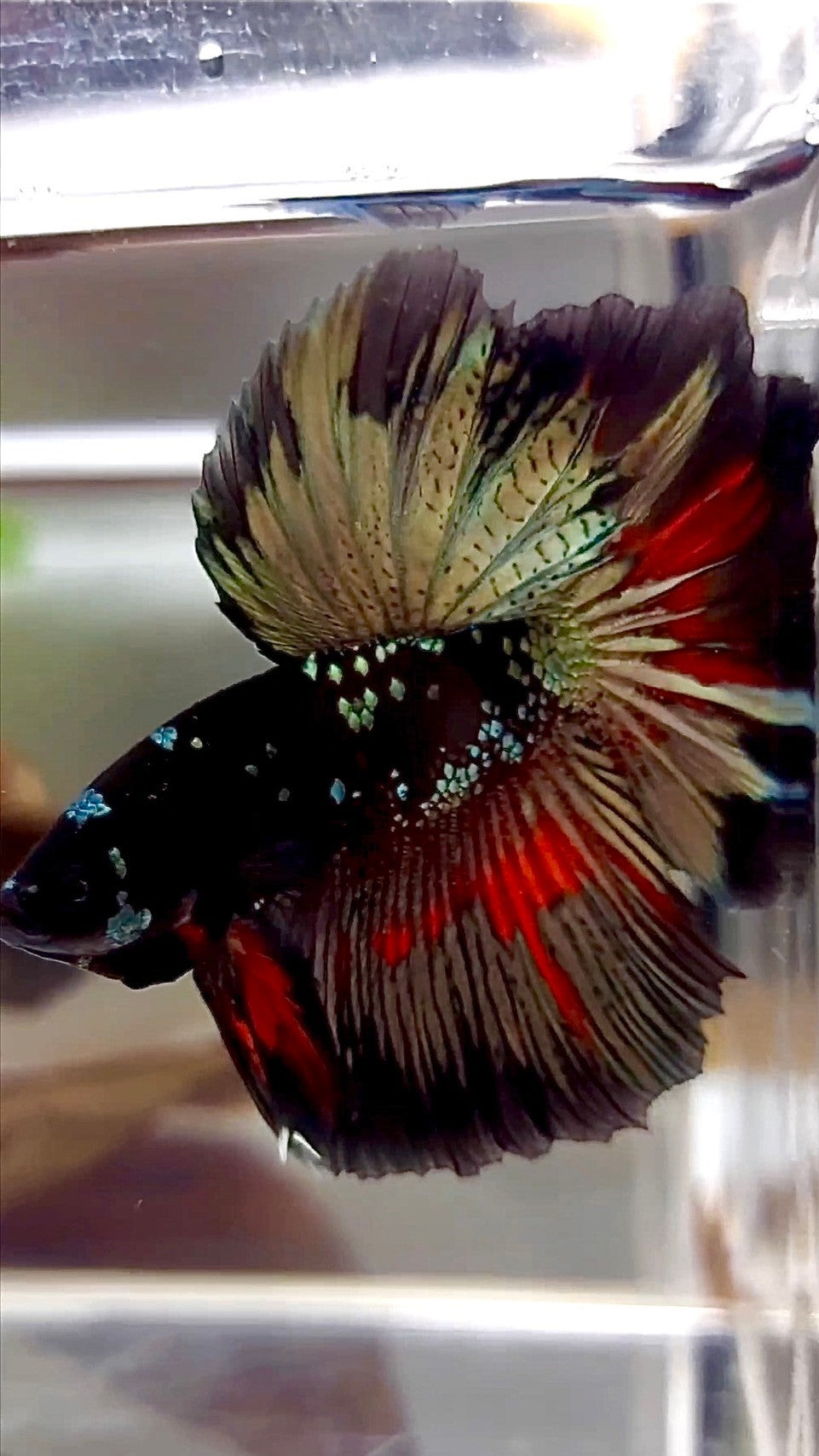 HALFMOON ROSETAIL BLACK GALAXY COPPER AVATAR BETTA FISH