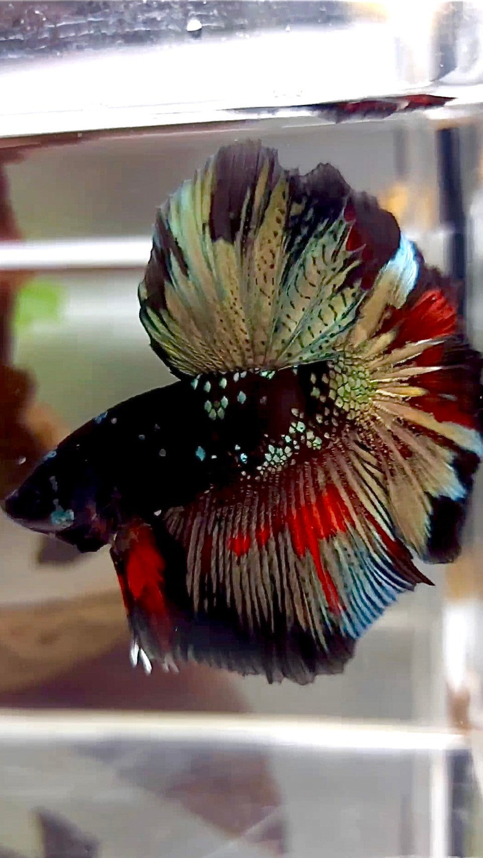 HALFMOON ROSETAIL SCHWARZ GALAXY KUPFER AVATAR BETTA FISCH