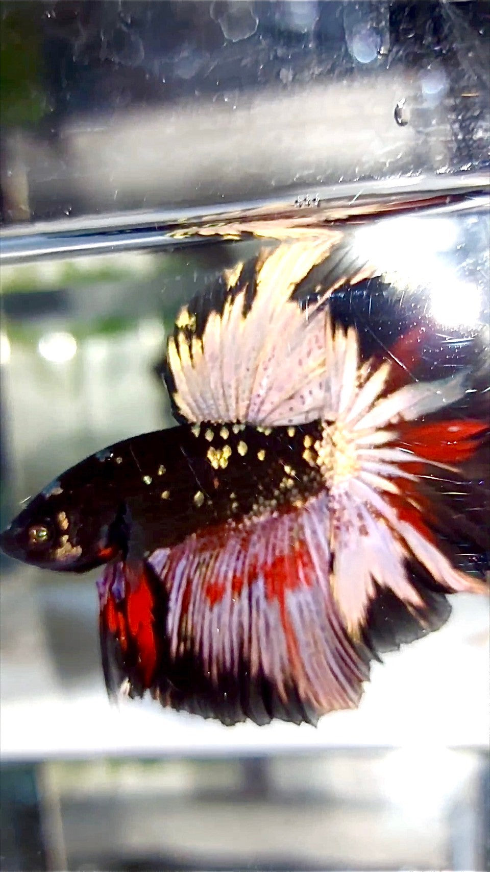 HALFMOON ROSETAIL BLACK GALAXY COPPER AVATAR BETTA FISH