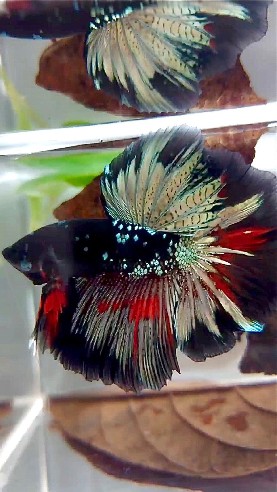 HALFMOON ROSETAIL BLACK GALAXY COPPER AVATAR BETTA FISH