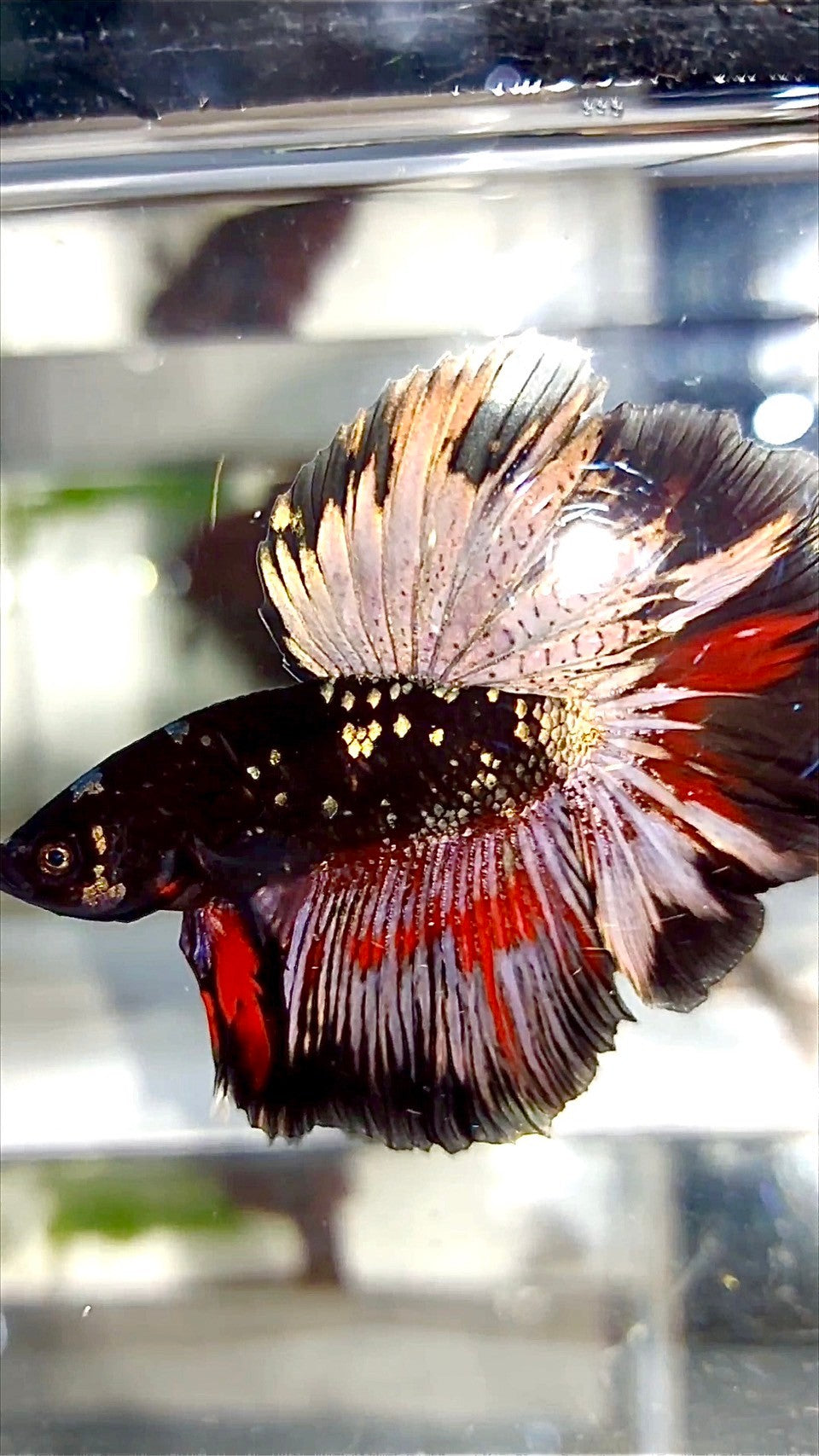 HALFMOON ROSETAIL BLACK GALAXY COPPER AVATAR BETTA FISH