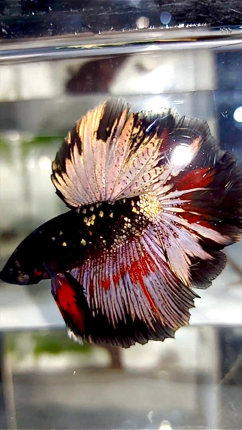 HALFMOON ROSETAIL BLACK GALAXY COPPER AVATAR BETTA FISH