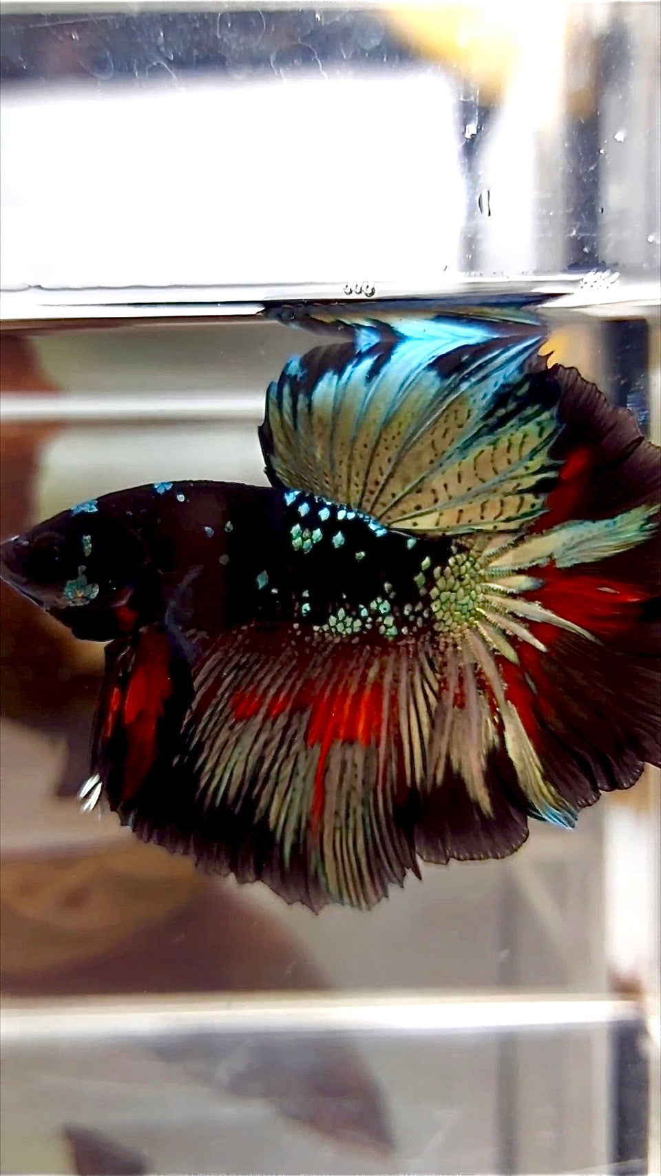 HALFMOON ROSETAIL SCHWARZ GALAXY KUPFER AVATAR BETTA FISCH