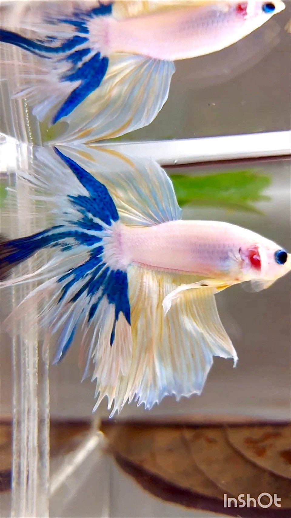 XL HALFMOON ROSETAIL BLAU GELBER RAND EINZIGARTIGER BETTA-FISCH