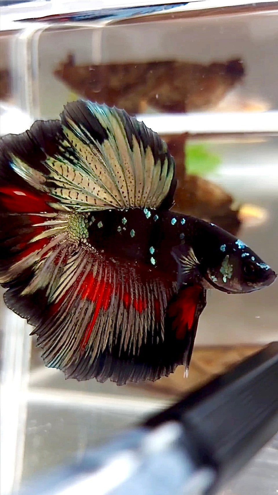 HALFMOON ROSETAIL BLACK GALAXY COPPER AVATAR BETTA FISH