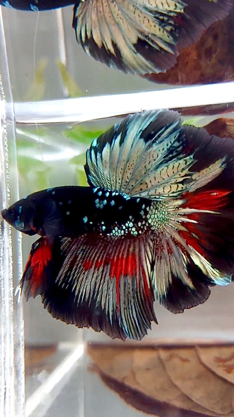 HALFMOON ROSETAIL BLACK GALAXY COPPER AVATAR BETTA FISH